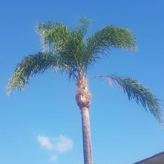 palm tree maintenance after shot